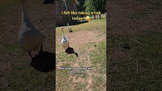 I was feeling brave! #goose #geese #drewandlulu
