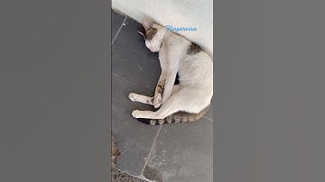 Lazy Cat #flinpereira #verushkaangelpereira #lazycat #cat #cats #catshorts #shortvideo #shorts