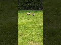MegaDuck 1 #nature #wildlife #duck #megadeth