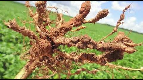 JCO 20 anos - Parte IV