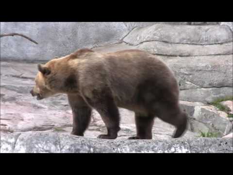 Korkeasaari Zoo