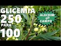 GLICEMIA 250 PARA 100 EM MINUTOS COM ALECRIM DO CAMPO CONTROLA A DIABETES E RECUPERA O PÂNCREAS!