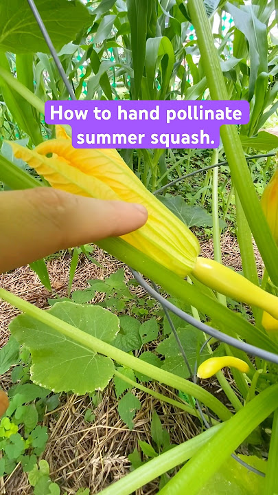Hand Pollinate Summer Squash LIKE THIS. 🍆