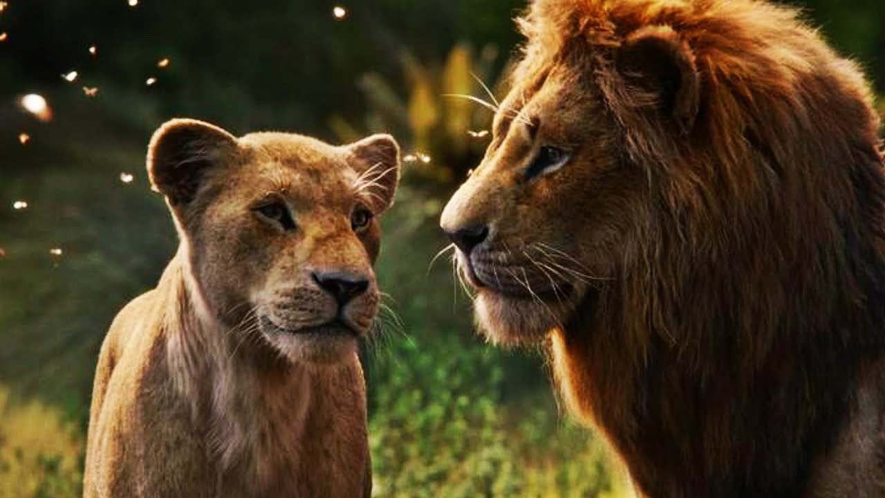 Le Roi Lion - L'amour brille sous les étoiles | Extrait VF 2019 - YouTube