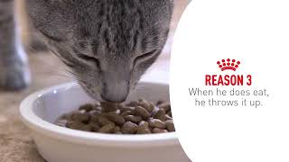 Royal Canin Renal Care Take Your Cat To The Vet