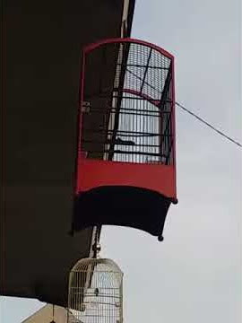 Black Sunbird trotol belajar gacor SNI #Kicaumania #burung #kolibri #blackSunbird #BS #trotol #gac