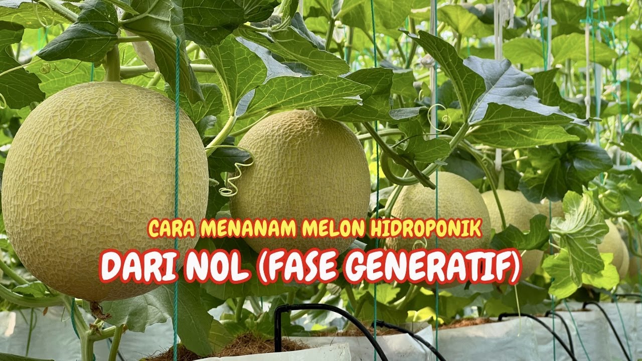 Cara menanam melon hidroponik fase generatif - MENANAM MELON