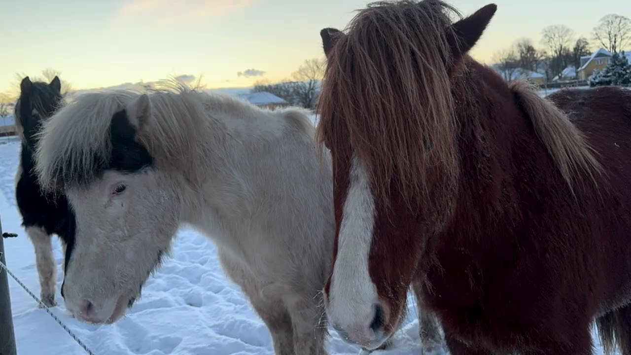 Mosedamgaard heste i sneen januar 2026
