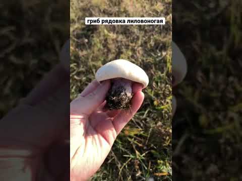 гриб рядовка лиловоногая