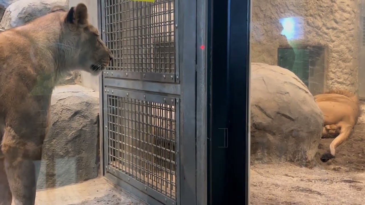 円山動物園 ライオン パーチェ＆イト 雪の日【夕方➖3°C】柵越しｺﾐｭﾆｹｰｼｮﾝ沢山昇り降り遊んでバタンキュー