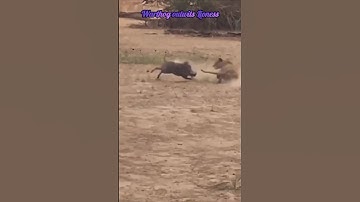 🐗Warthog escapes from Lioness🦁 #youtube #warthog #lioness #amazingfacts #ytshorts #ytviral #shorts
