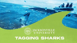 Tagging Sharks at Jacksonville University - The College Tour