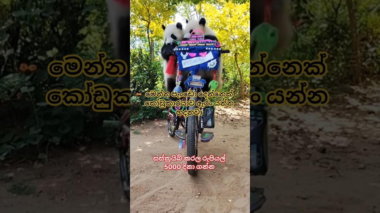 මෙන්න පැංඩො දෙන්නෙක් කෝඩුකාරයාව ඇරං යන්න හදනවා #automobile #modificition