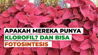 Apakah Tanaman yang Tidak Berwarna Hijau Punya Klorofil untuk Berfotosintesis? #temansains Apakah Tanaman yang Tidak Berwarna Hijau Punya Klorofil untuk Berfotosintesis? #temansains