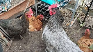 Chickens Have Relaxing Dust Baths