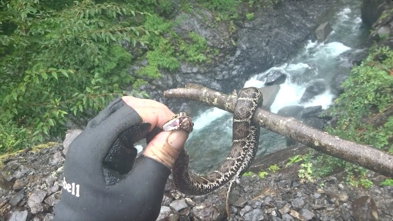 【南アルプス深南部ルート】 寸又川左岸林道→光岳→仁田岳東南尾根→畑薙ダム