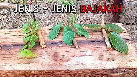 BAJAKAH KALIMANTAN !!! KETEMU 3 JENIS BAJAKAH DI 1 LOKASI