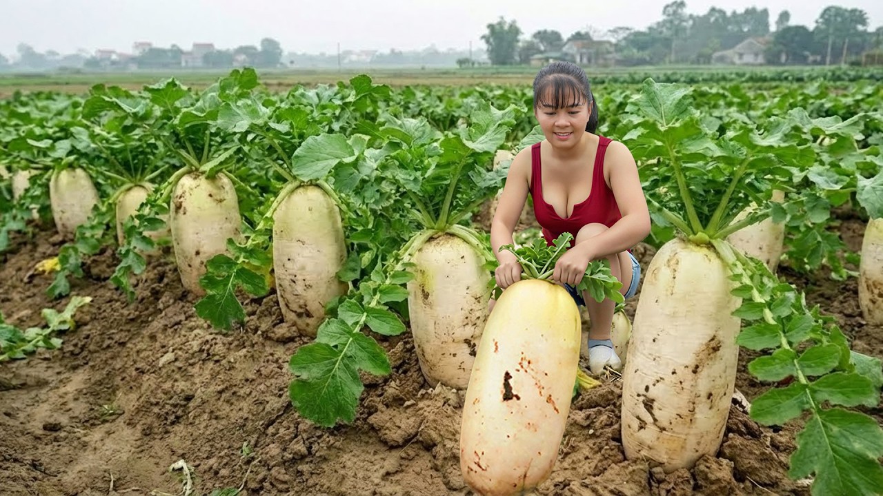 [REWIND TIMELAPSE] Harvesting Large Radishes in Terraced Fields Go To Countryside Market Sell