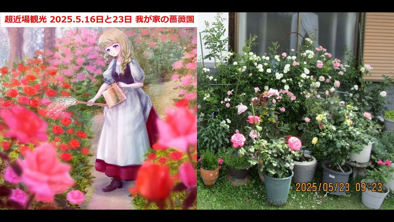 超近場観光 我が家の庭のガーテンツアー 2025 05 16 ・ 2025 05 23