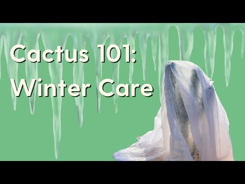 How To Care For Cacti In The Winter Cactus Dormancy And Other Tips