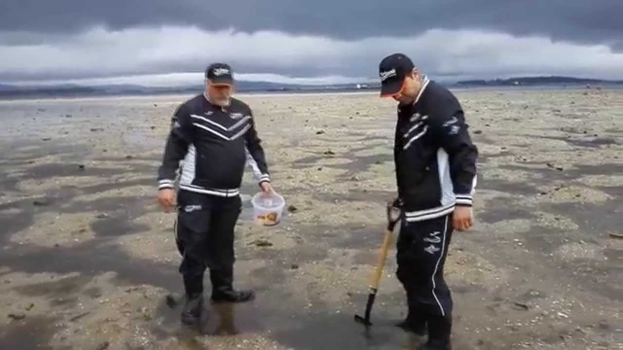 Recolección miñocas o gusanos de pesca en la ría de Arousa (Galicia)