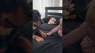 Rottweiler Takes Away Baby Toy Resimi