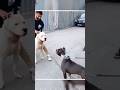 This Is What Happens When Pitbull Meets Dogo Argention