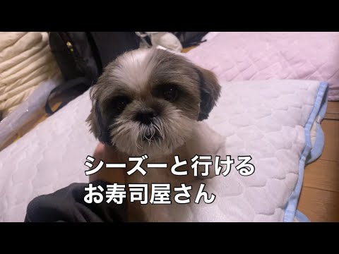 シーズーってお寿司屋さん行くと家のようにくつろぐの知ってました？
