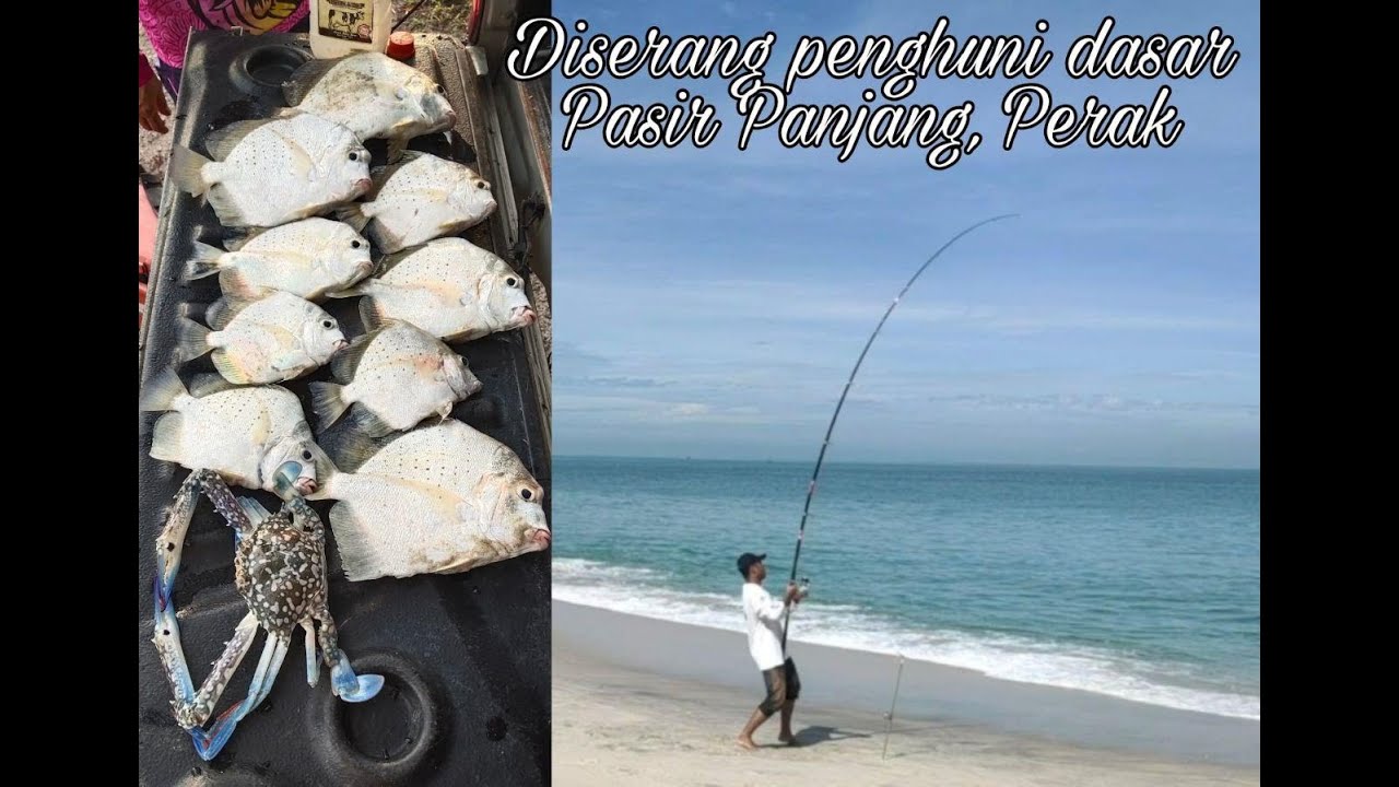 Surfcasting | Diserang penghuni PASIR PANJANG!| PERAK