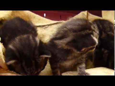 Beautiful kittens, two weeks old