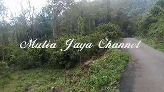 Download Lagu Pikat burung kecil di pagi hari dapat banyak... MP3