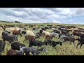 تربية الماعز في اسبانيا وخيرات الحقول هذه السنة كأننا في فصل الربيع