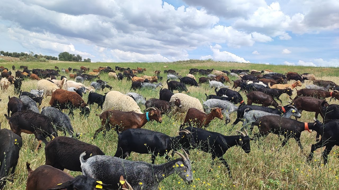 تربية الماعز في اسبانيا وخيرات الحقول هذه السنة كأننا في فصل الربيع