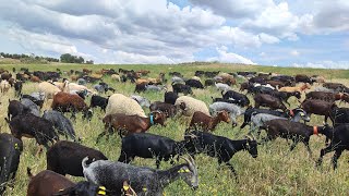 تربية الماعز في اسبانيا وخيرات الحقول هذه السنة كأننا في فصل الربيع
