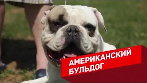 10 самых опасных и злых пород собак в мире