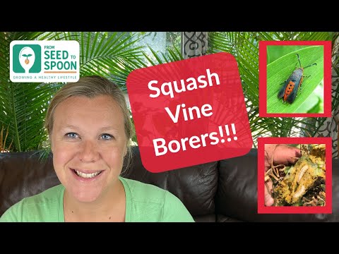 Video: Vine Borers: Tại sao Zucchini có thể đột ngột chết