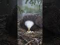 Bald Eagle Chick Hatches During a Storm