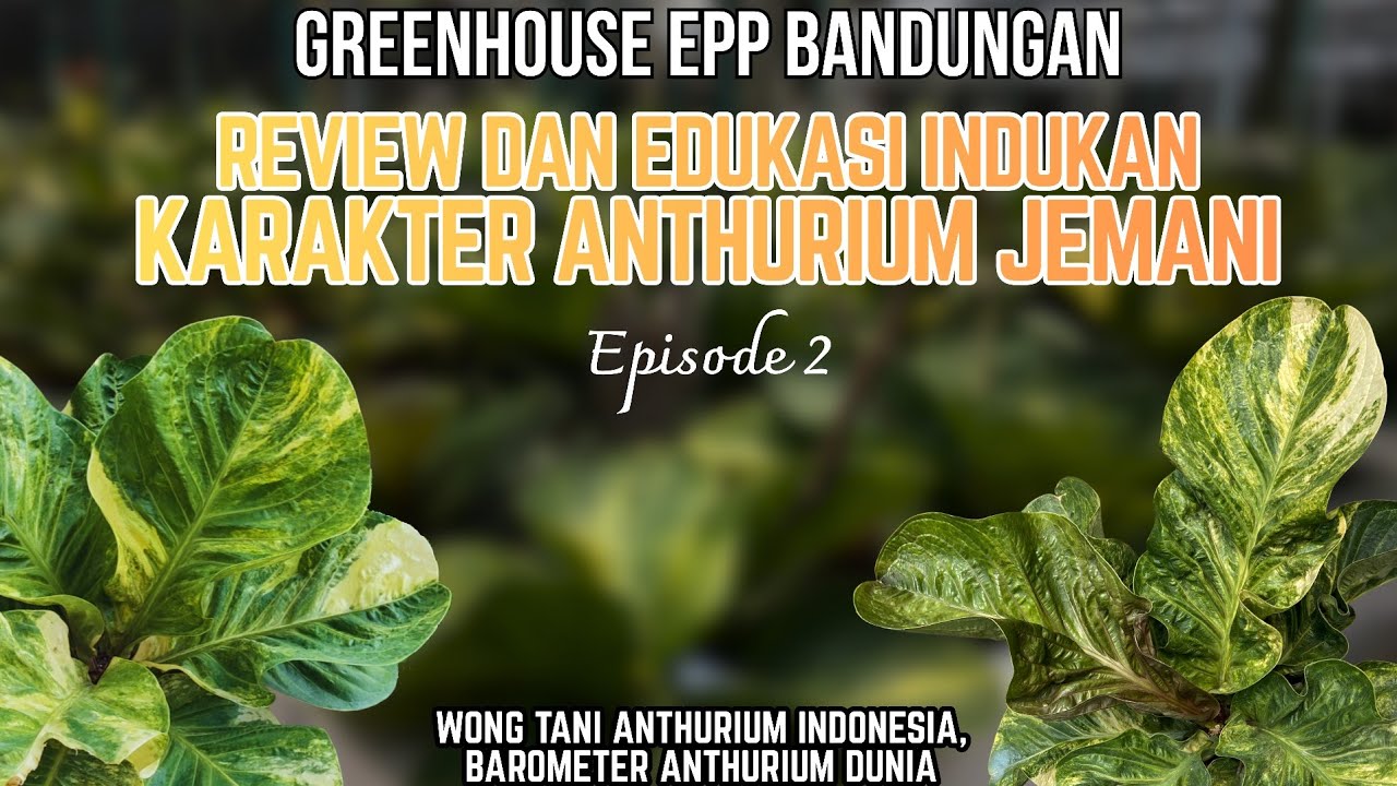 GREENHOUSE EPP BANDUNGAN | REVIEW AND EDUCATION  MOTHER PLANT CHARACTER  ANTHURIUM JEMANI #episode2