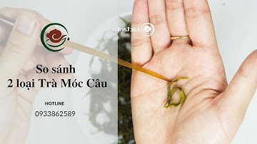 Trà Móc Câu Nào Ngon Nhất - So Sánh 2 Loại Trà Móc Câu Phổ Biến Nhất - Lộc Tân Cương