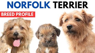 Norfolk Terrier Breed Profile History  Price  Traits  Norfolk Terrier Grooming Needs  Lifespan