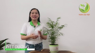 Cau tiểu trâm: Tác dụng, ý nghĩa phong thủy và cách chăm sóc