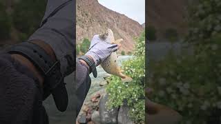 Форель красивая рыба. #форель #fishing #кыргызстан