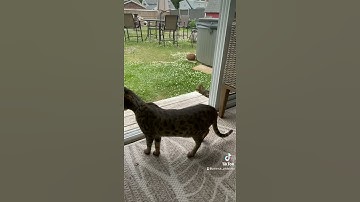 Amazingly beautiful cat is afraid of the thunder storm but her sister isn