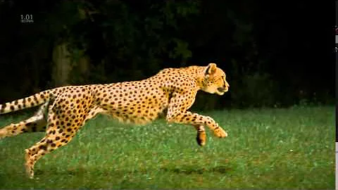 Cheetahs on the Edge Director's Cut ogv 480p 1 webm