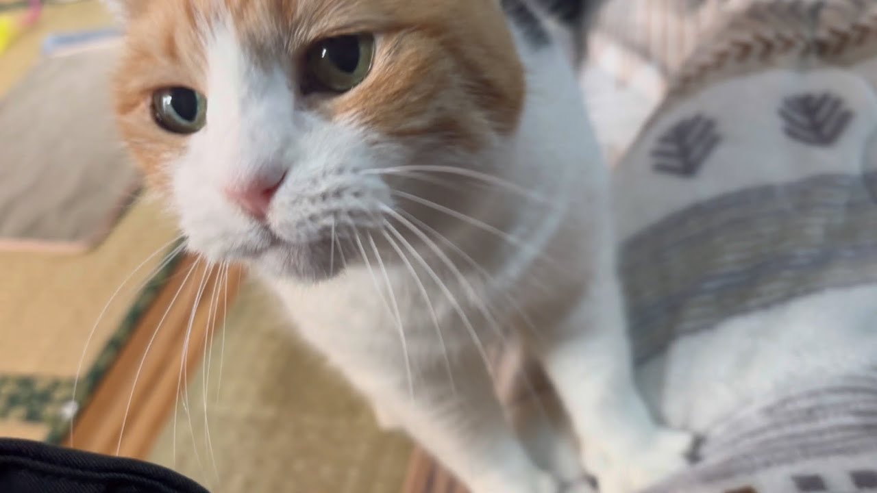 【三毛猫】ちょっとひとりぼっちだったミケ（2026年1月1日）