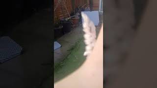 Playing With My Coisons Dog