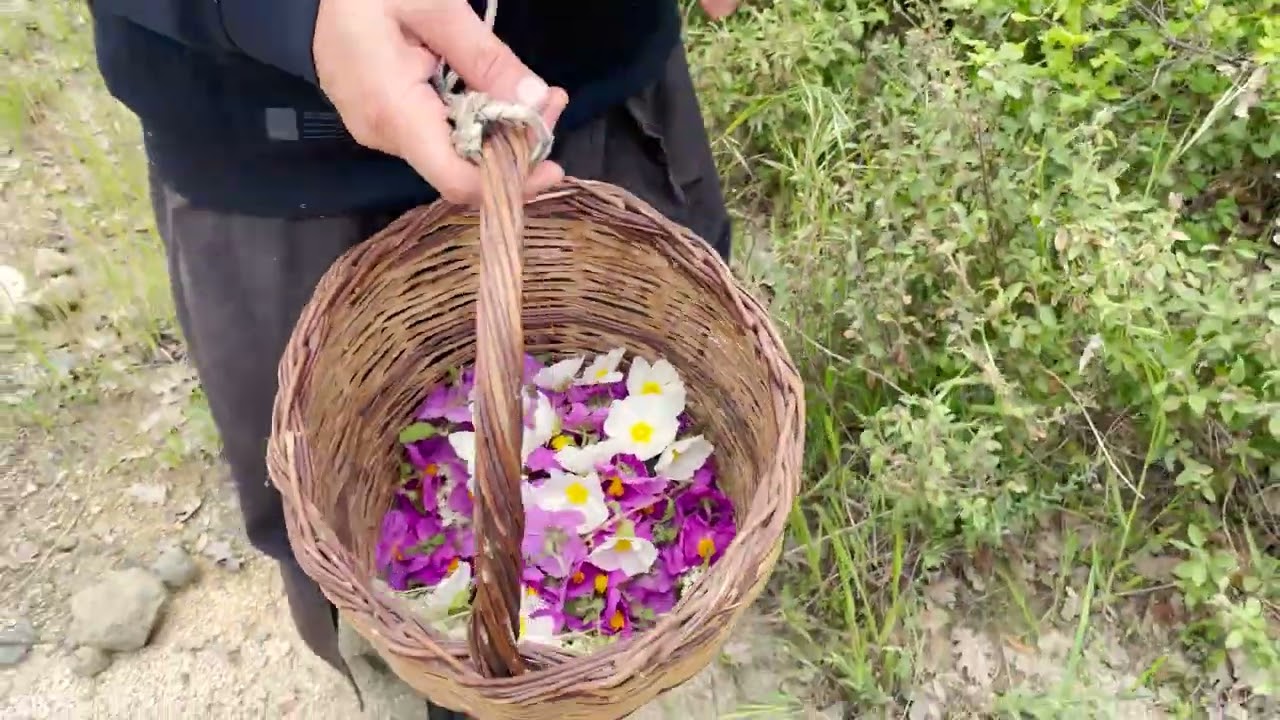 Συλλογή βοτάνων Αγίου Όρους από τον Π. Νικήτα