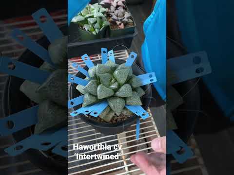 ቪዲዮ: Haworthia fasciata እንዴት ማባዛት ይቻላል?