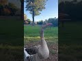 Our Goose Friends #shorts