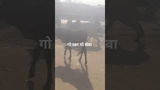 #bhojpuri#mp#mpsc#bgmi#bollywood#funny#breakingnews#kucing#japan#army#art#aesthetic#aew#hindisong
